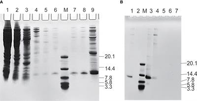 Novel small 99mTc-labeled affibody molecular probe for PD-L1 receptor imaging